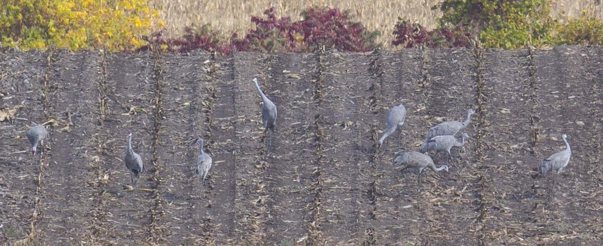 Sandhill Crane - ML642511587