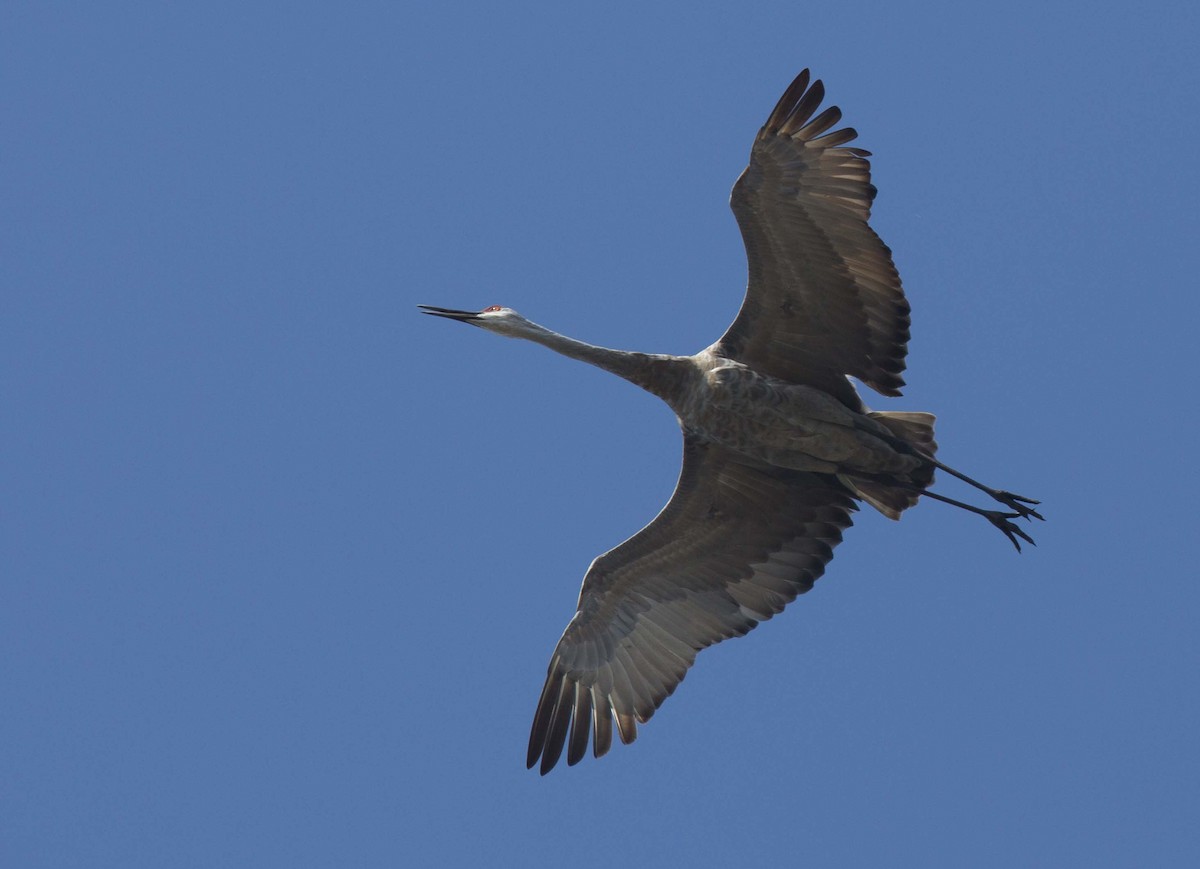 Sandhill Crane - ML642511588