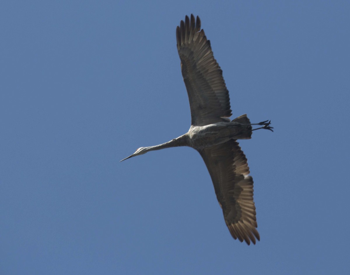 Sandhill Crane - ML642511589