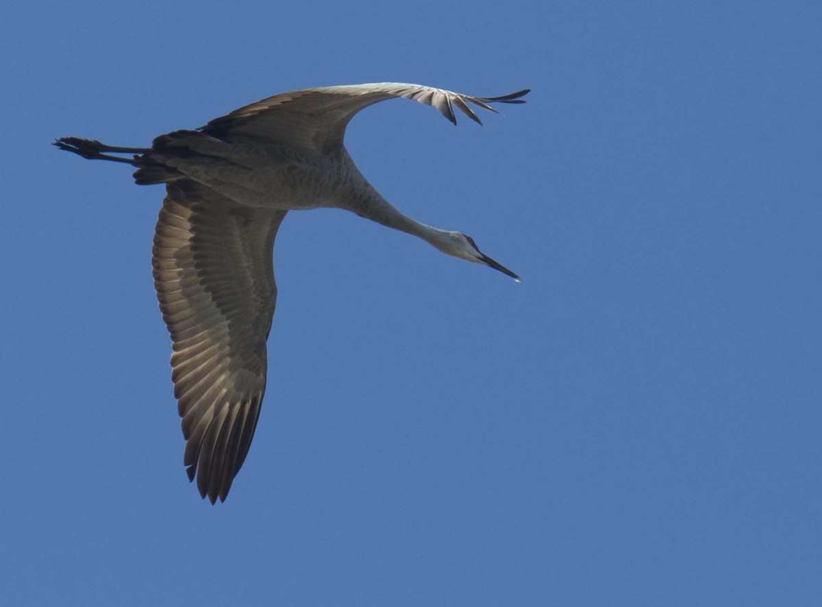 Sandhill Crane - ML642511590