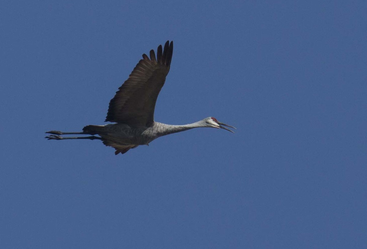 Sandhill Crane - ML642511591