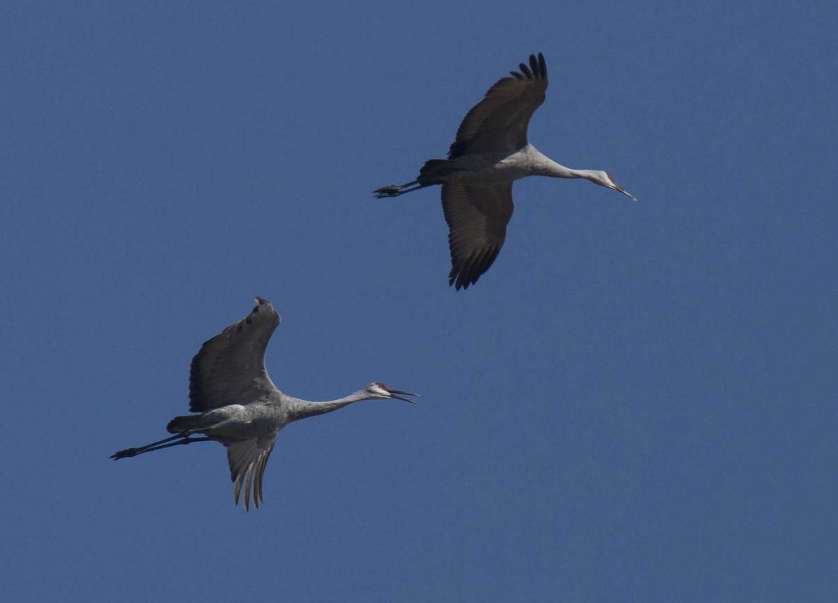 Sandhill Crane - ML642511592
