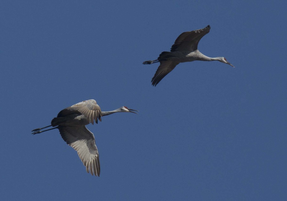 Sandhill Crane - ML642511593