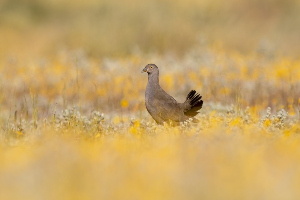 Black-tailed Nativehen - ML642511617