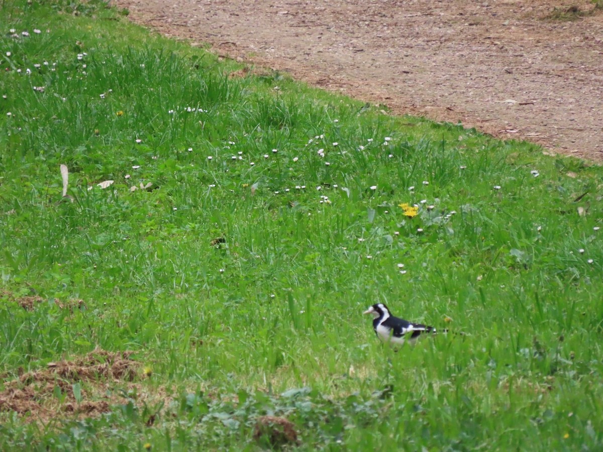 Magpie-lark - ML642511636
