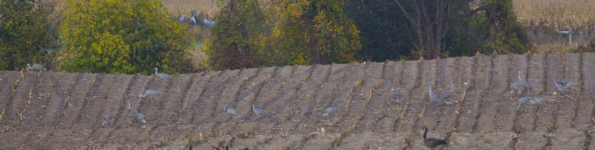 Sandhill Crane - ML642511639