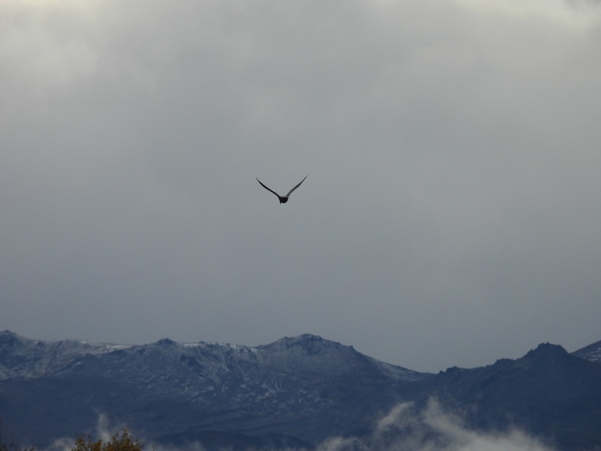 Common Raven - ML642511651