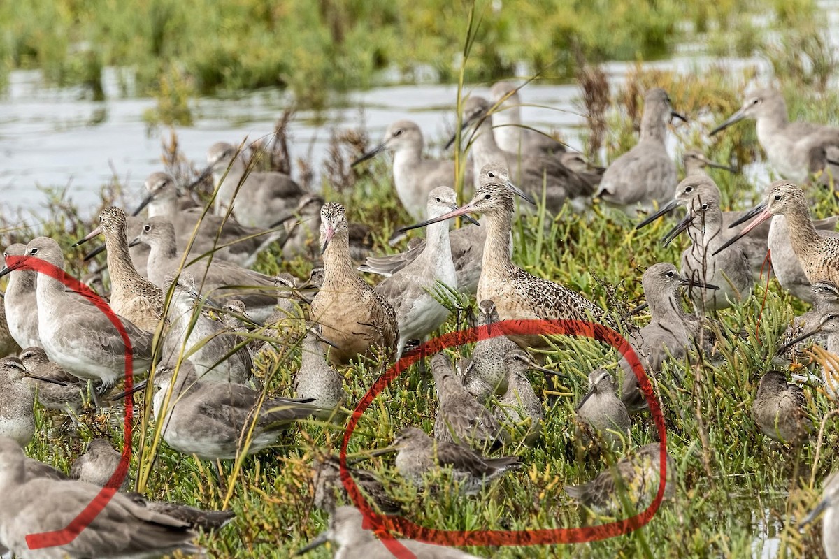 Short-billed Dowitcher - ML642511656