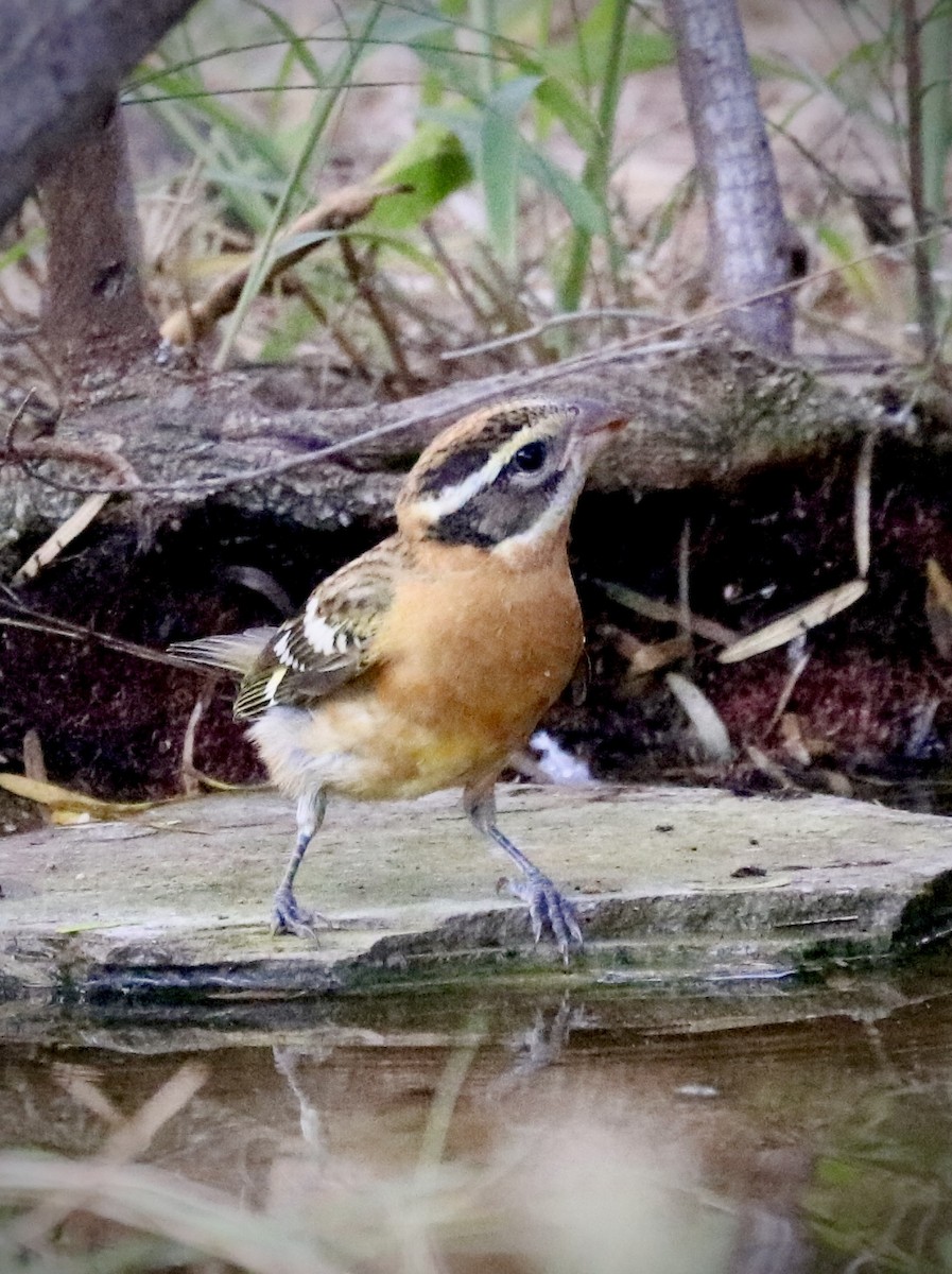 Black-headed Grosbeak - ML642511660