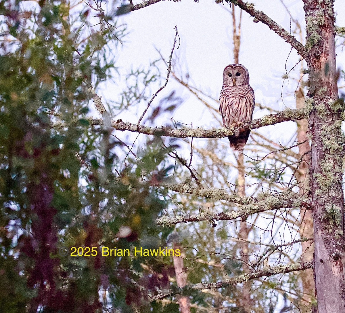 Barred Owl - ML642511688