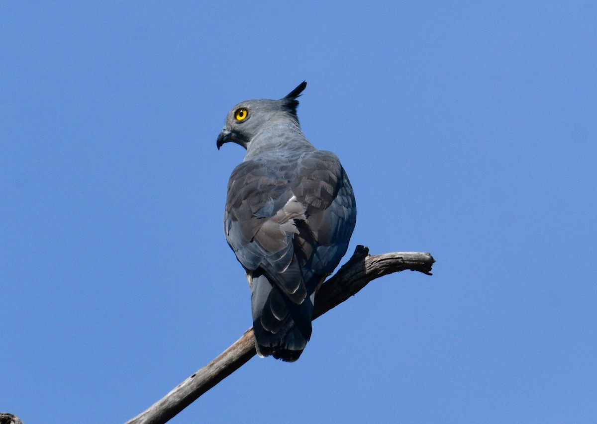 Pasifik Bazası - ML642511746