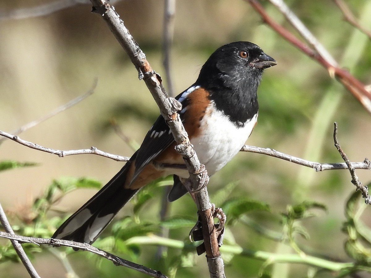 Spotted Towhee - ML642511753