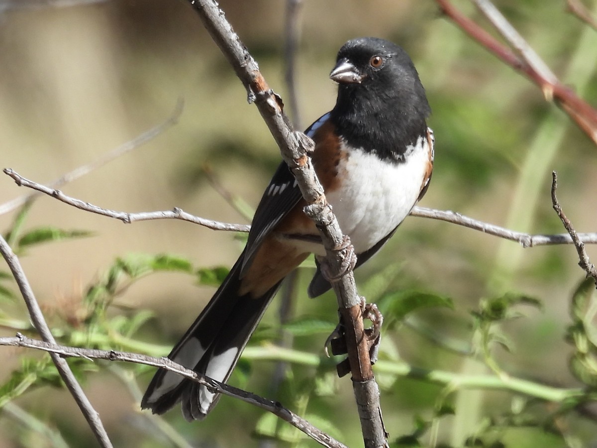 Spotted Towhee - ML642511754
