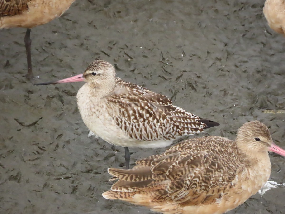 Bar-tailed Godwit - ML642511794