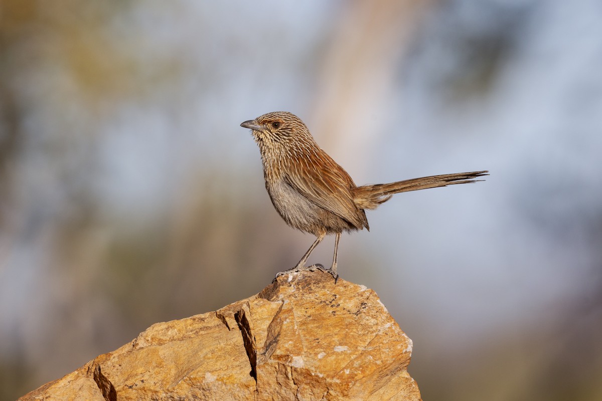 Kalkadoon Grasswren - ML642511801