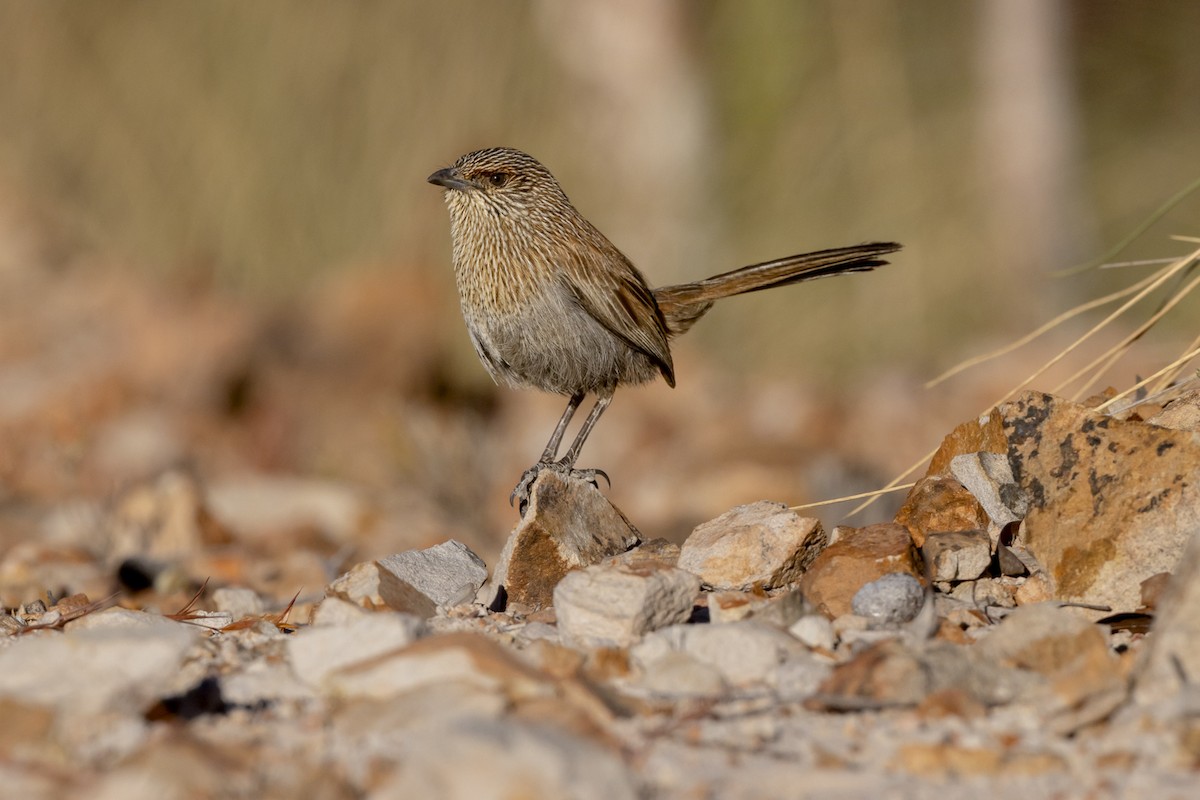 Kalkadoon Grasswren - ML642511802