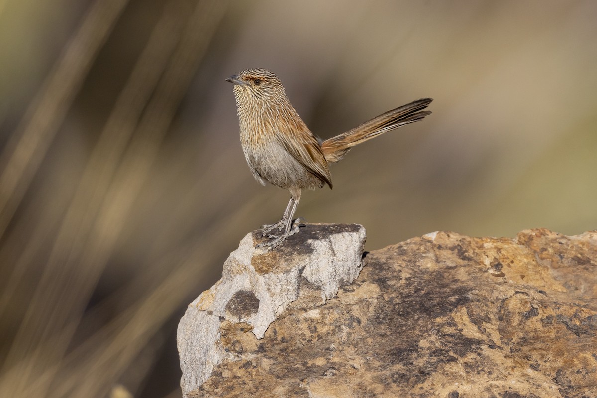 Kalkadoon Grasswren - ML642511803