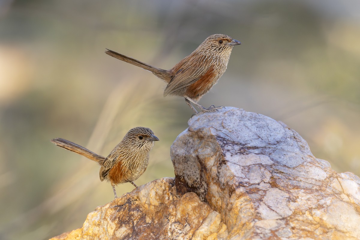 Kalkadoon Grasswren - ML642511804