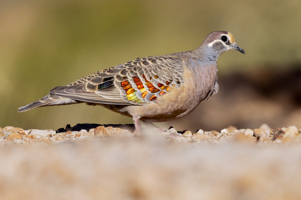 Common Bronzewing - ML642511823