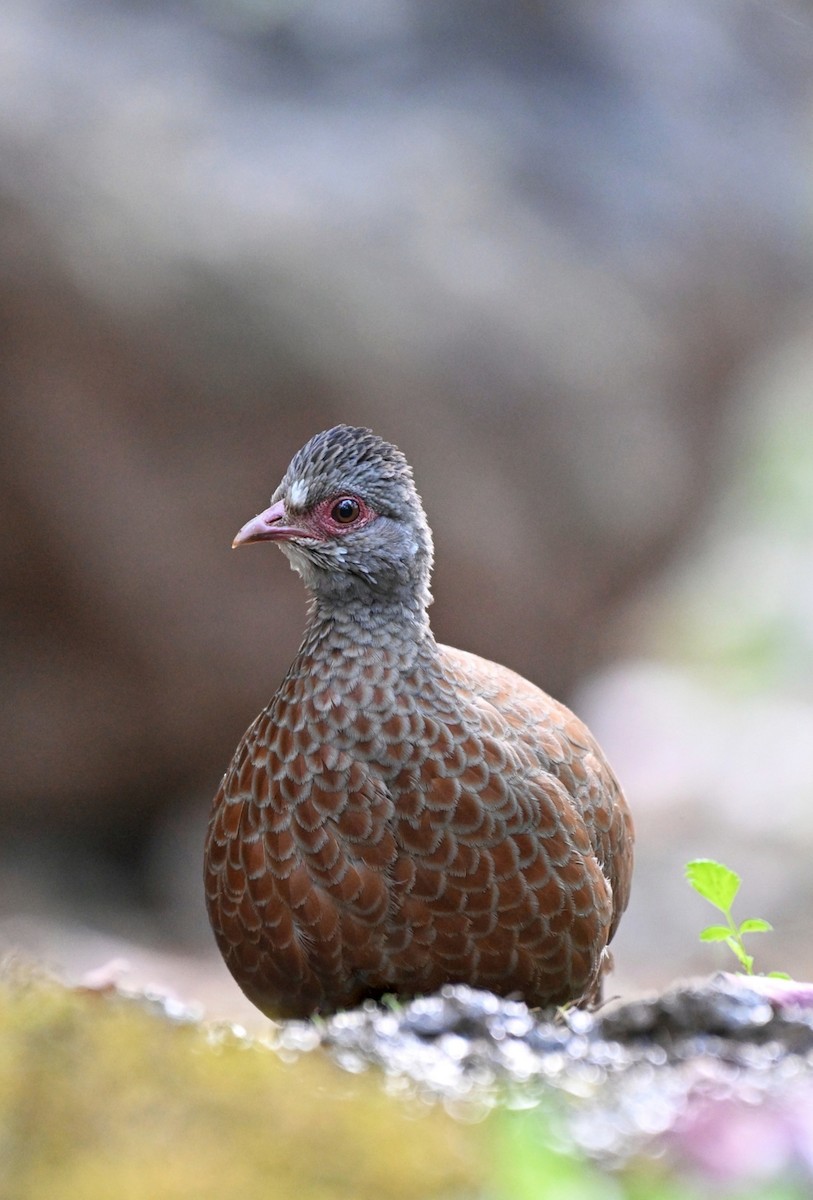 Red Spurfowl - ML642511837