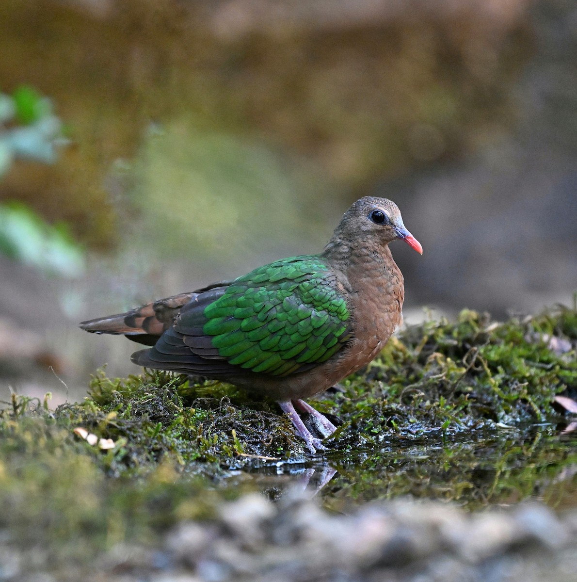 Asian Emerald Dove - ML642511846