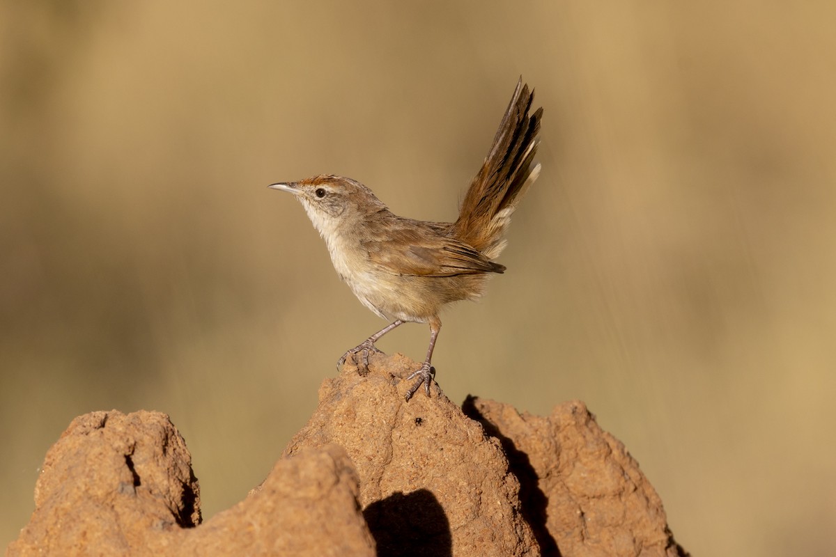 Spinifexbird - ML642511853
