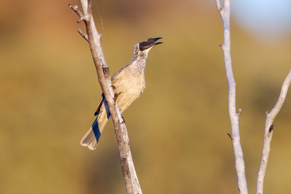 Silver-crowned Friarbird - ML642511856