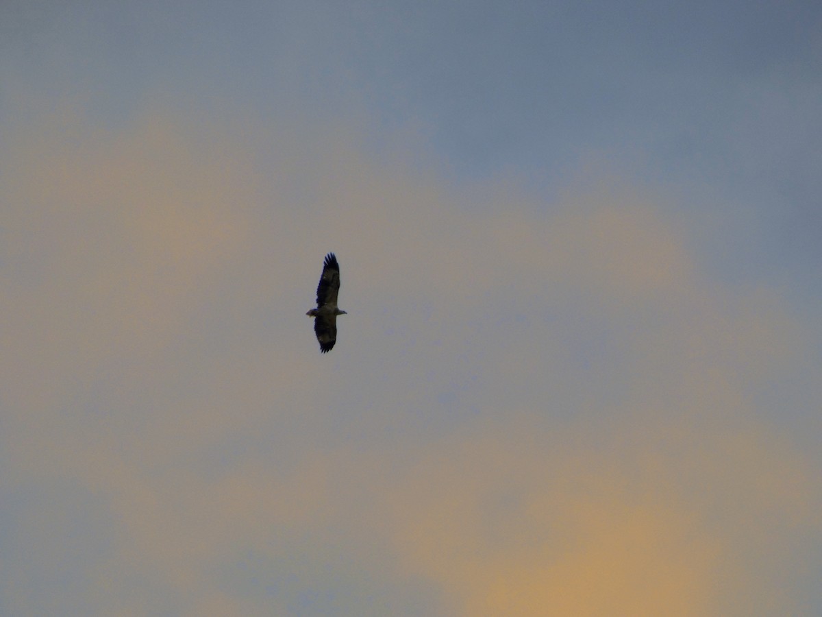 orel bělobřichý - ML642511859