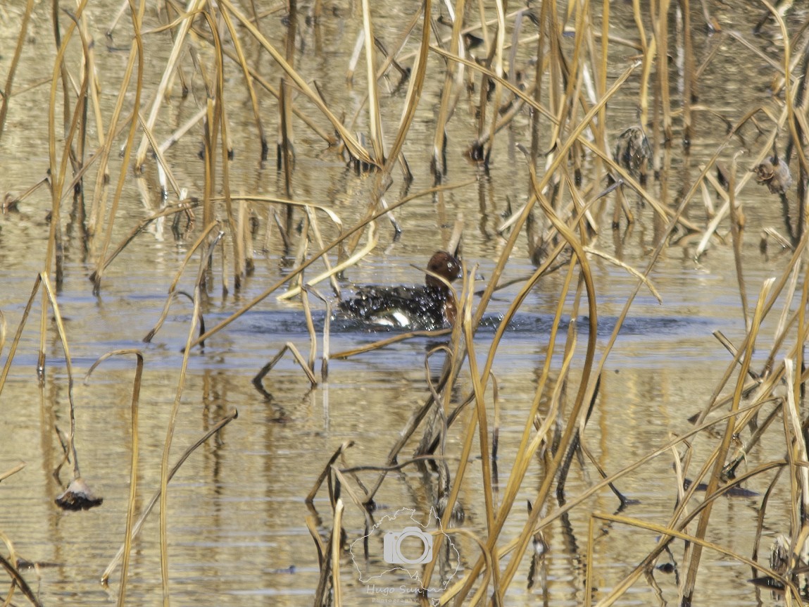 Baer's Pochard - ML642511865