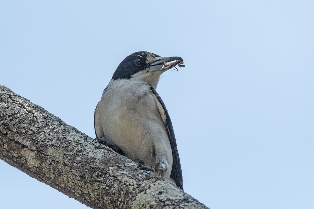 Gray Butcherbird - ML642511874