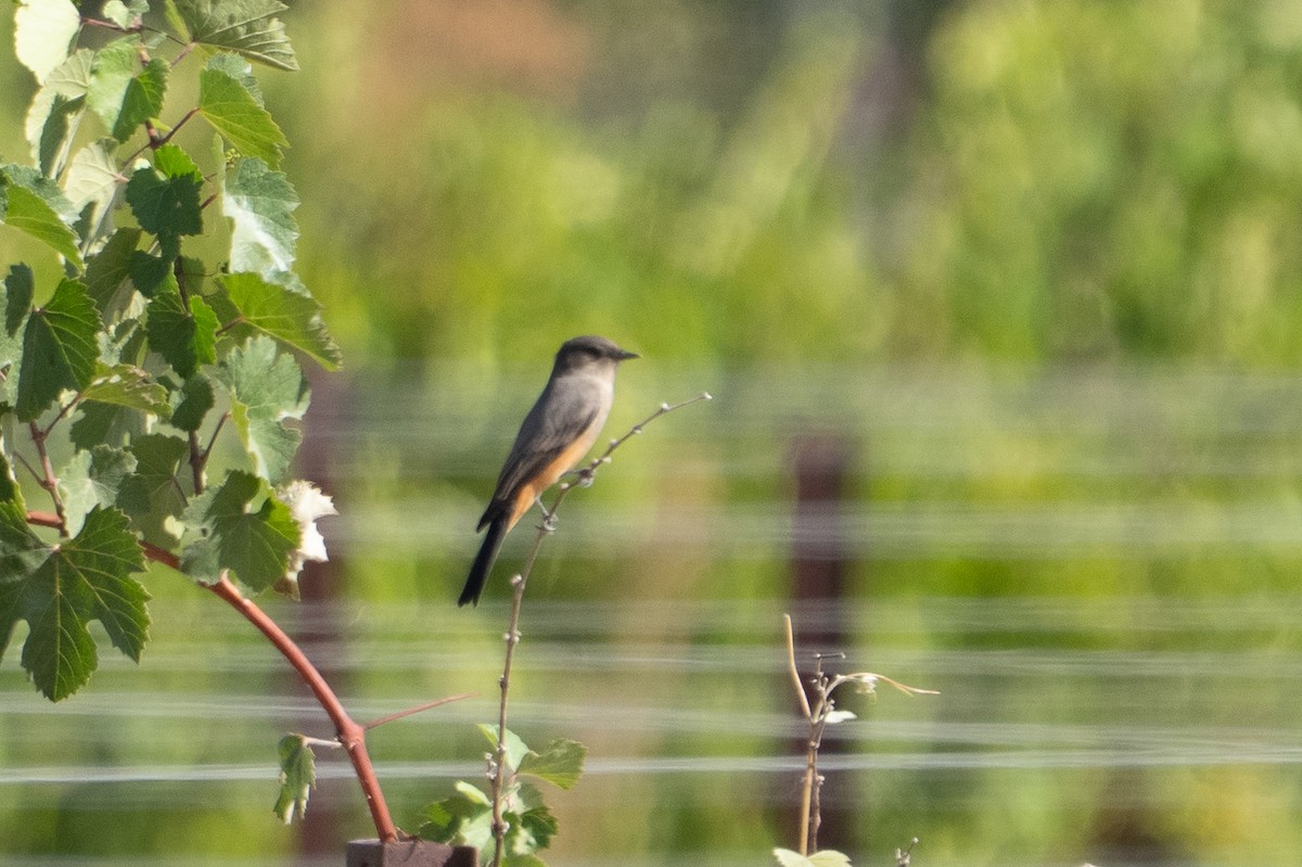 Say's Phoebe - ML642511875