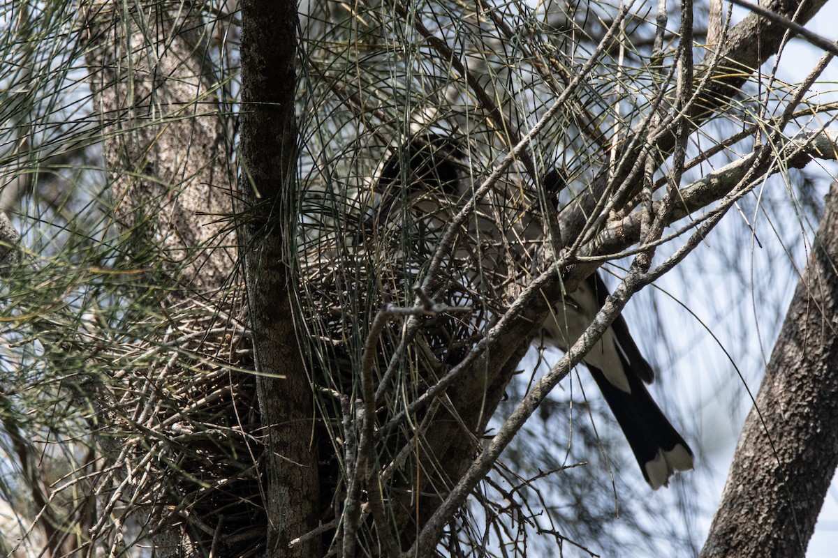 Gray Butcherbird - ML642511878
