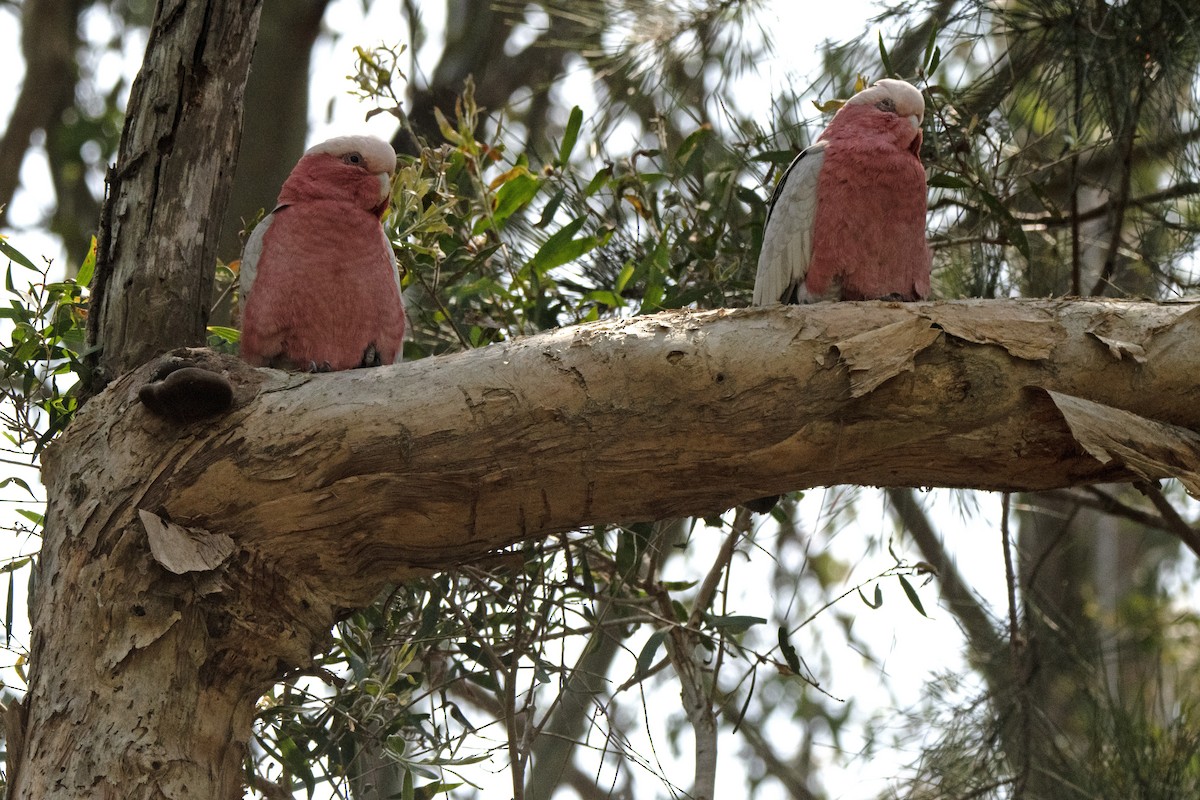 Galah - ML642511885