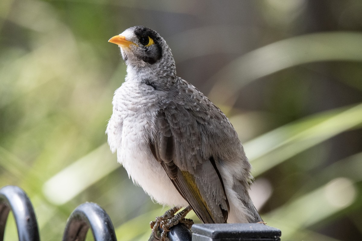 Noisy Miner - ML642511889