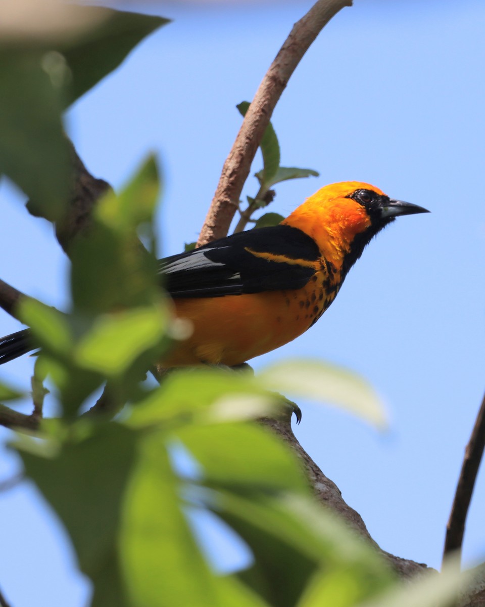 Spot-breasted Oriole - ML642511895