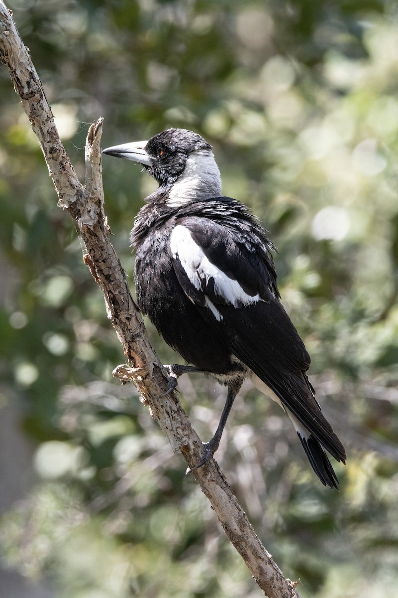 Australian Magpie (Black-backed) - ML642511898