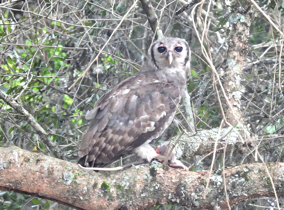 Verreaux's Eagle-Owl - ML642511904