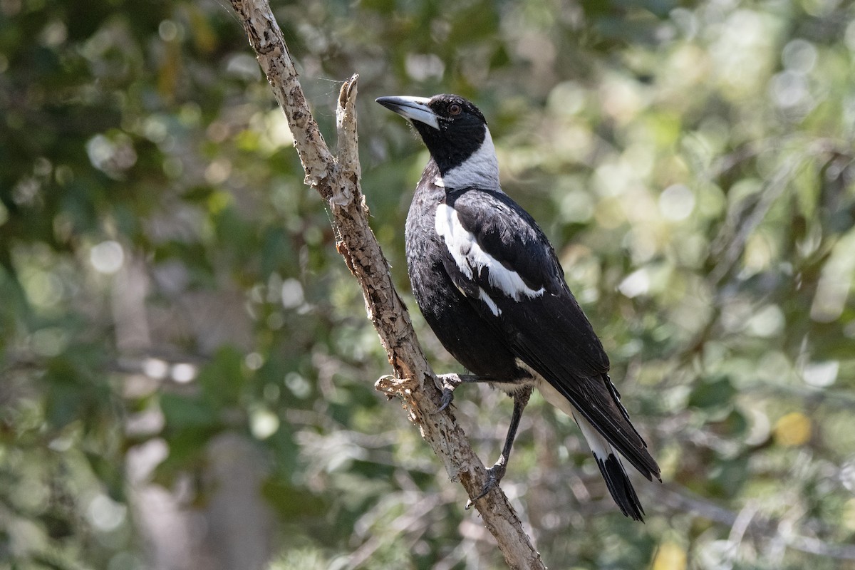 Australian Magpie (Black-backed) - ML642511907
