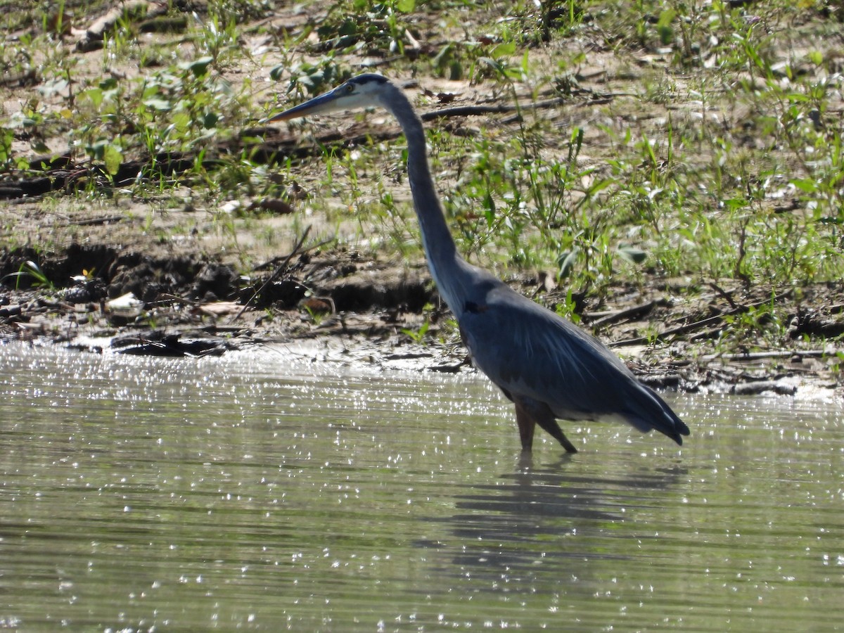 Great Blue Heron - ML642511908