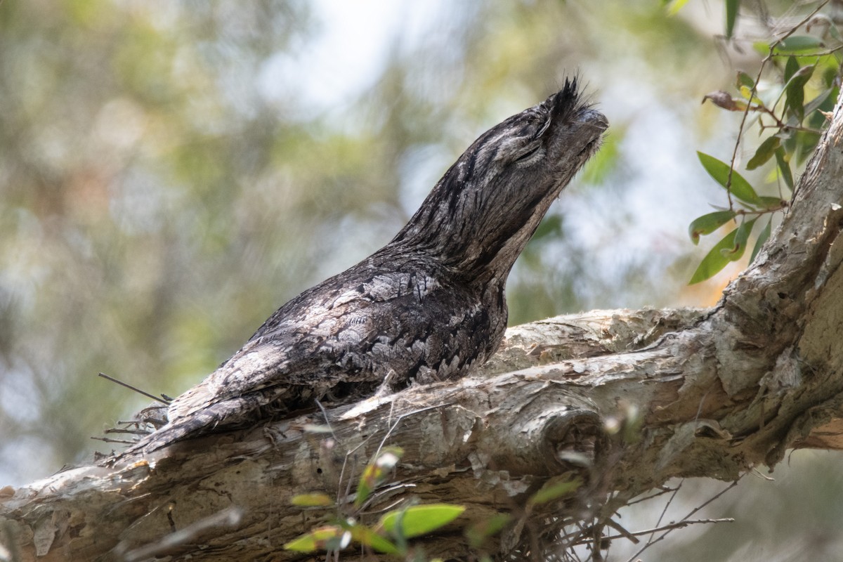 Tawny Frogmouth - ML642511910