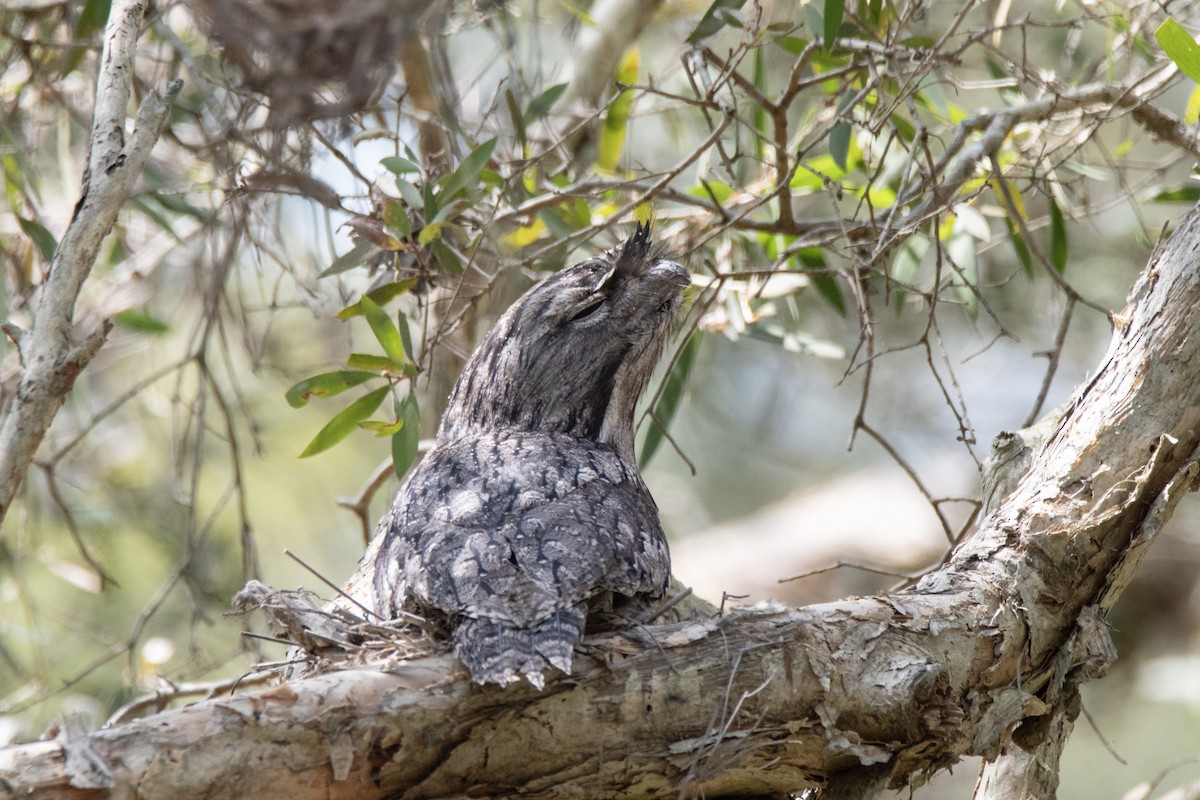 Tawny Frogmouth - ML642511918