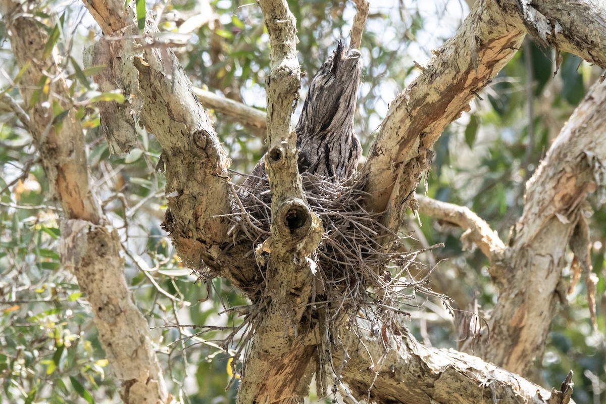 Tawny Frogmouth - ML642511920
