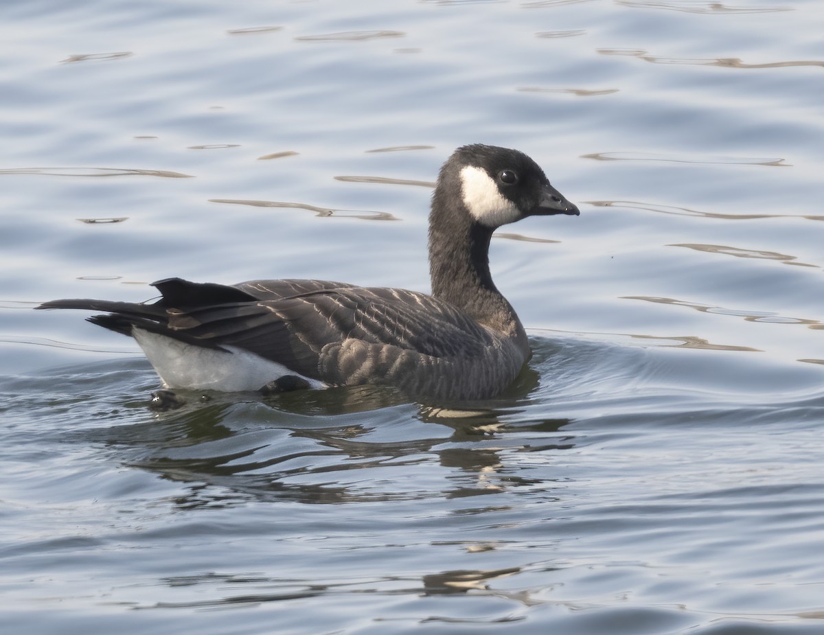 Cackling Goose - ML642511939