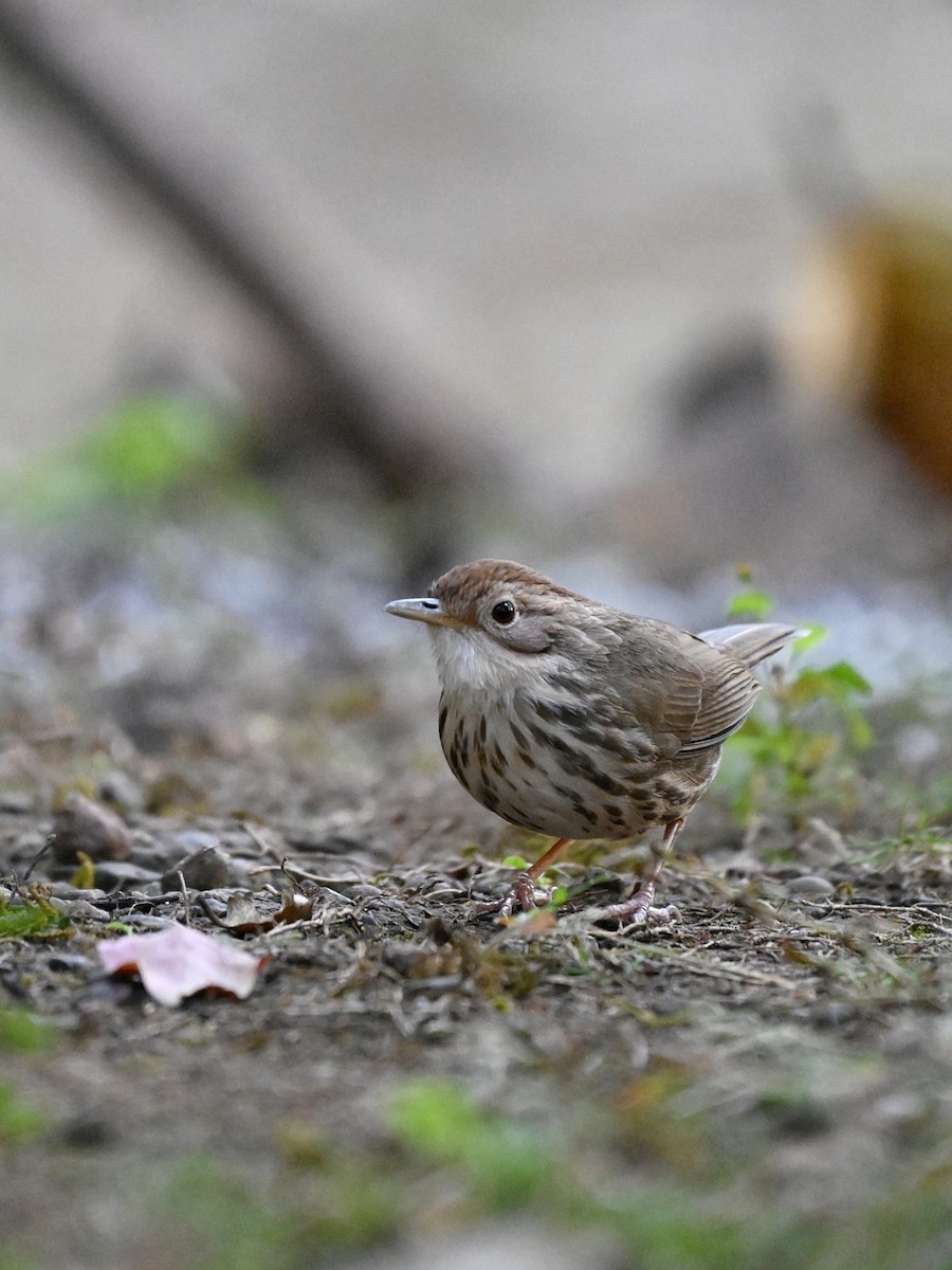 Puff-throated Babbler - ML642511940