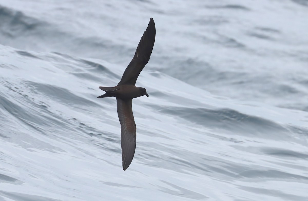 Black Storm-Petrel - ML642511941
