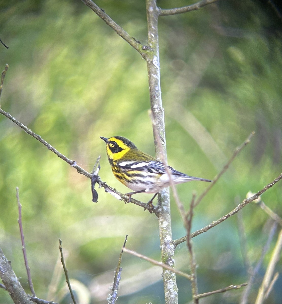 Townsend's Warbler - ML642511945