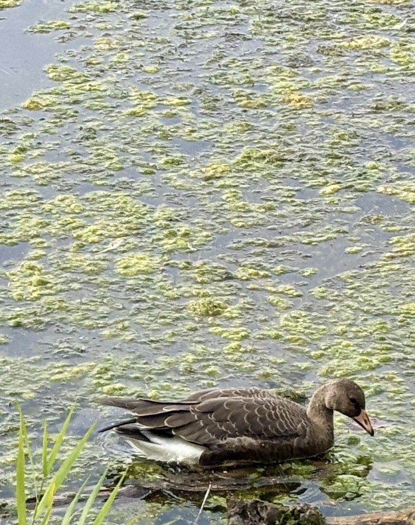 Greater White-fronted Goose - ML642511961