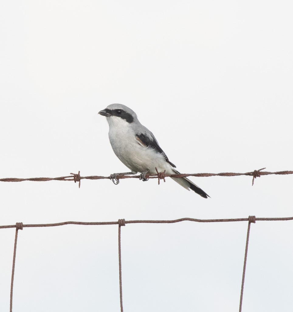 Loggerhead Shrike - ML642511989