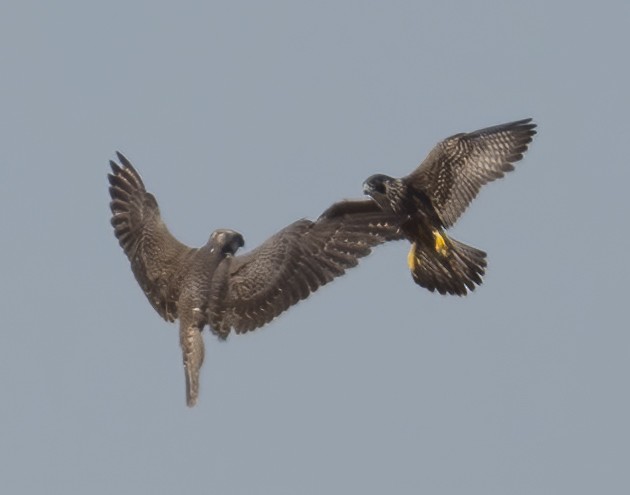 Peregrine Falcon - ML642511993