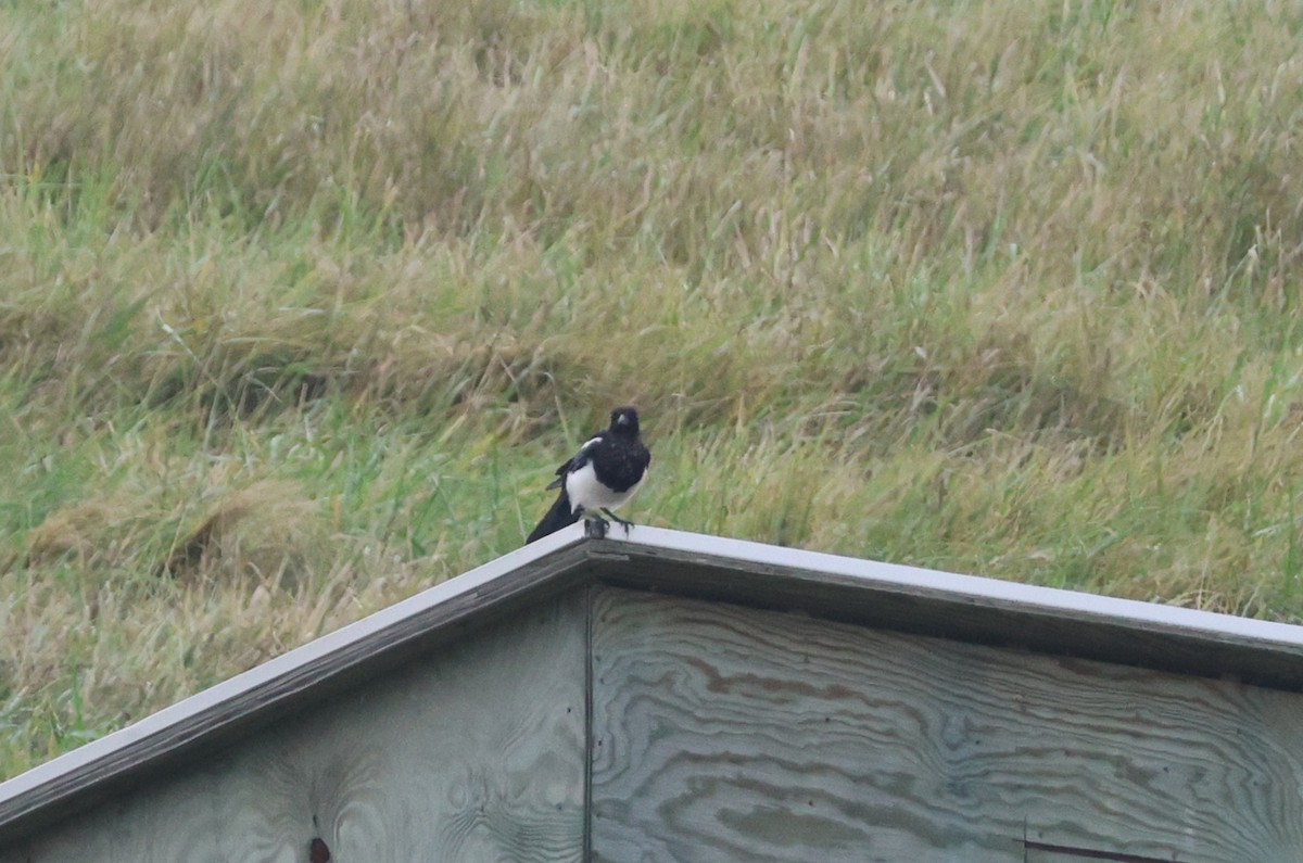 Black-billed Magpie - ML642511998